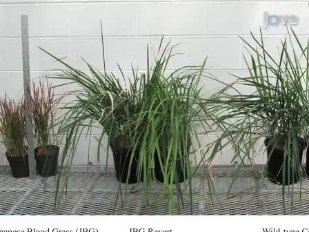 A PCR-based Genotyping Method to Distinguish Between Wild-type and Ornamental Varieties of <em>Imperata cylindrica</em>