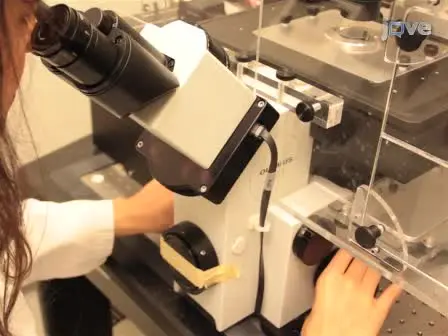 Monitoring Kinase and Phosphatase Activities Through the Cell Cycle by Ratiometric FRET