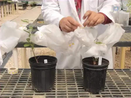 Herbivore-induced Blueberry Volatiles and Intra-plant Signaling