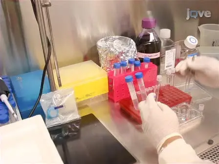 Measurement of γHV68 Infection in Mice