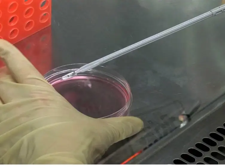 Efficient Recombinant Parvovirus Production with the Help of Adenovirus-derived Systems