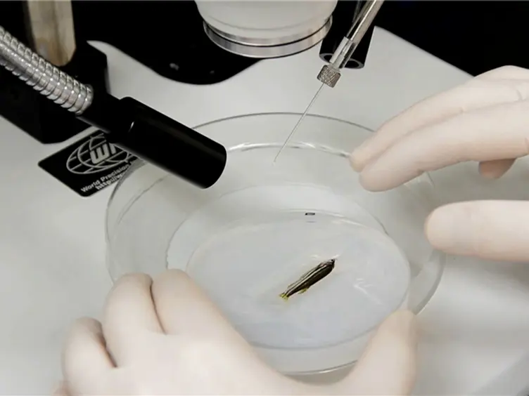 <em>In vivo</em> Electroporation of Morpholinos into the Regenerating Adult Zebrafish Tail Fin