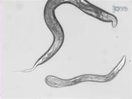 Vampiric Isolation of Extracellular Fluid from <em>Caenorhabditis elegans</em>
