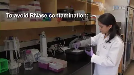 <em>In vitro</em> Transcription and Capping of <em>Gaussia</em> Luciferase mRNA Followed by HeLa Cell Transfection