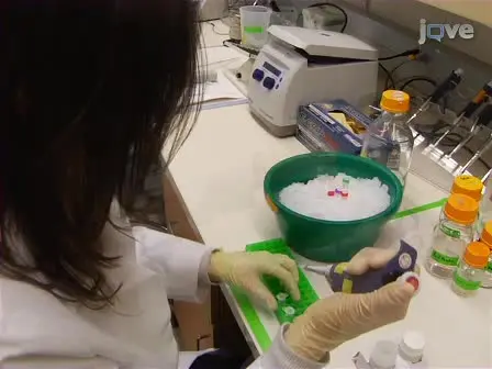 Assessing Teratogenic Changes in a Zebrafish Model of Fetal Alcohol Exposure