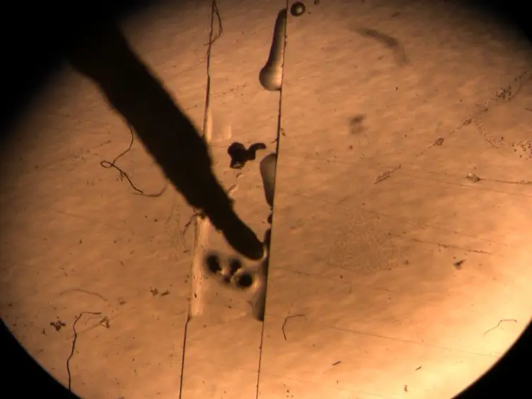 Hybridization <em>in situ</em> of Salivary Glands, Ovaries, and Embryos of Vector Mosquitoes