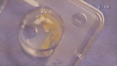 Mouse Sperm Cryopreservation and Recovery using the I&middot;Cryo Kit