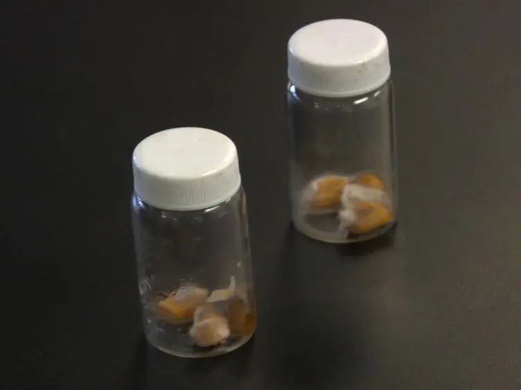 Quantification of Fungal Colonization, Sporogenesis, and Production of Mycotoxins Using Kernel Bioassays