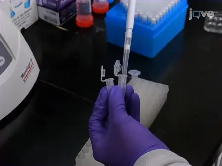 Chromatin Immunoprecipitation (ChIP) using <em>Drosophila</em> tissue