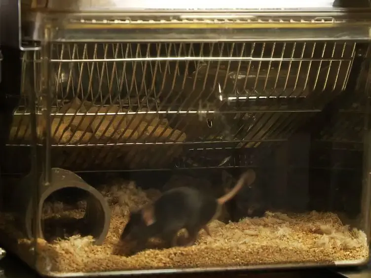 Progressive-ratio Responding for Palatable High-fat and High-sugar Food in Mice