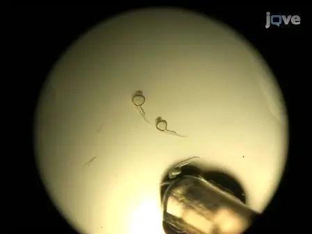 Infection of Zebrafish Embryos with Intracellular Bacterial Pathogens