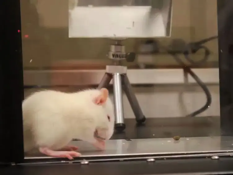 Rapid Determination of the Thermal Nociceptive Threshold in Diabetic Rats