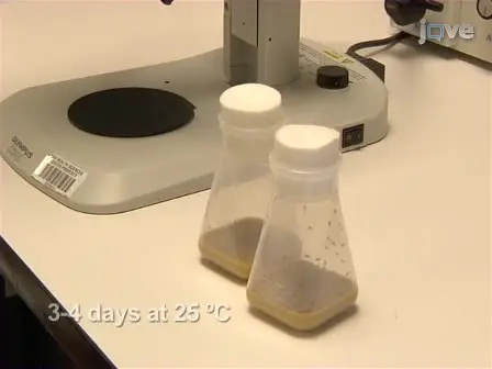 Methods to Assay <em>Drosophila</em> Behavior