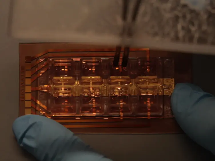 Measurement of Cellular Chemotaxis with ECIS/Taxis