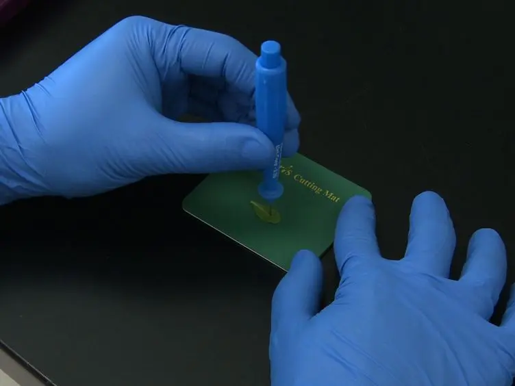 Genotyping of Plant and Animal Samples without Prior DNA Purification