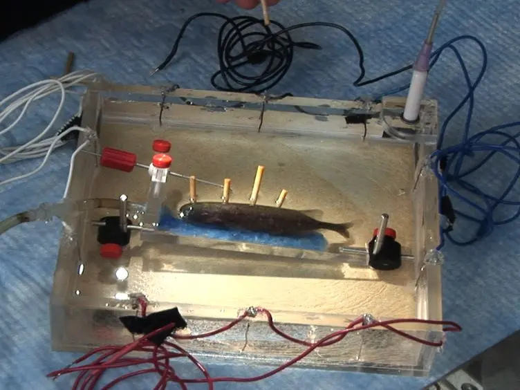 Retrograde Fluorescent Labeling Allows for Targeted Extracellular Single-unit Recording from Identified Neurons <em>In vivo</em>