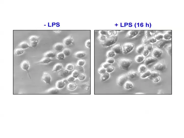 Use of Animal Model of Sepsis to Evaluate Novel Herbal Therapies