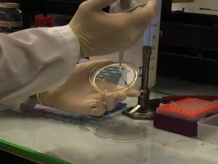 Detection of Bacteria Using Fluorogenic DNAzymes