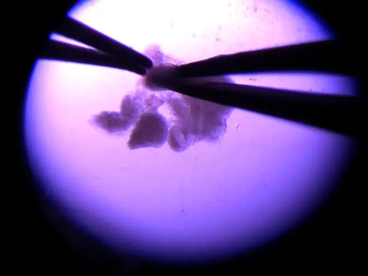 A System for <em>ex vivo</em> Culturing of Embryonic Pancreas