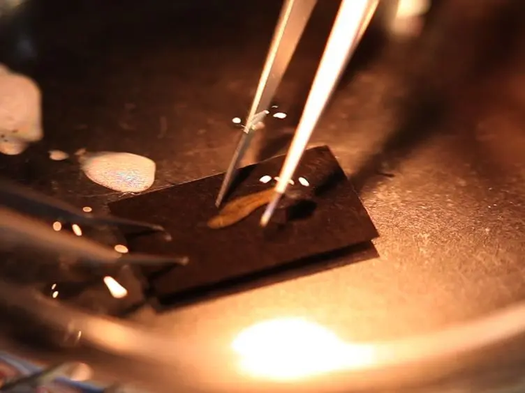 Planarian Immobilization, Partial Irradiation, and Tissue Transplantation