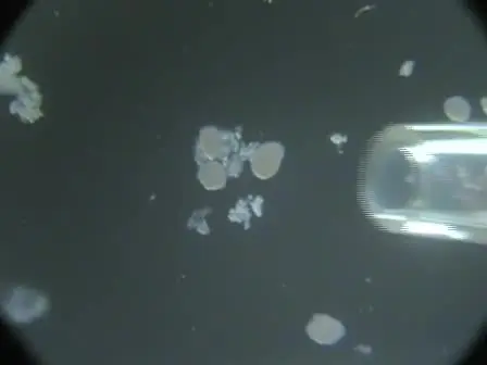 Transplantation of Pancreatic Islets Into the Kidney Capsule of Diabetic Mice