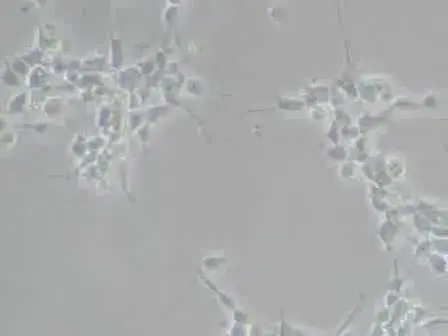 RNA Extraction from Neuroprecursor Cells Using the Bio-Rad Total RNA Kit