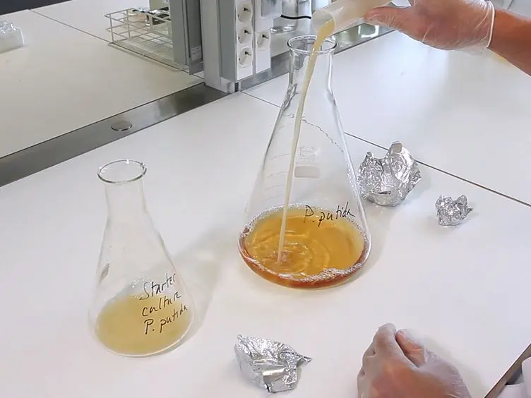 Formulations for Freeze-drying of Bacteria and Their Influence on Cell Survival