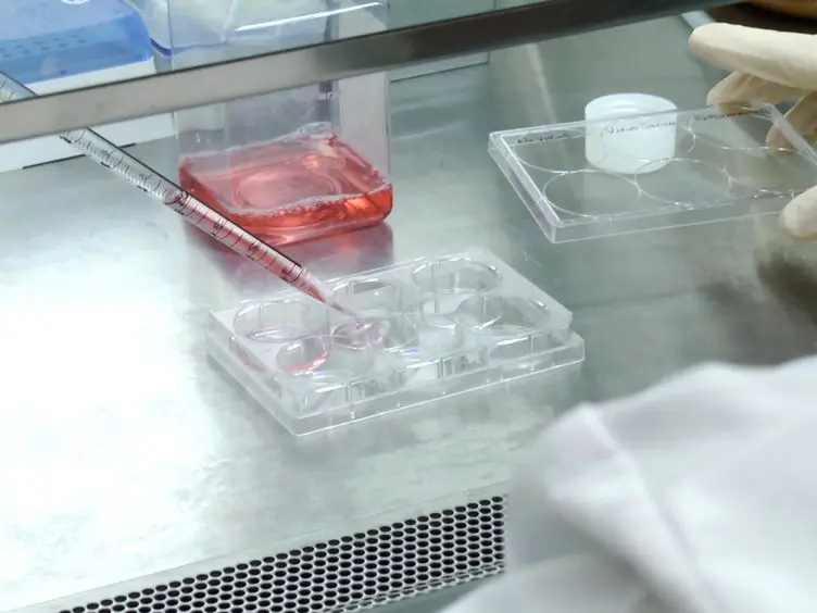 Assessing Replication and Beta Cell Function in Adenovirally-transduced Isolated Rodent Islets