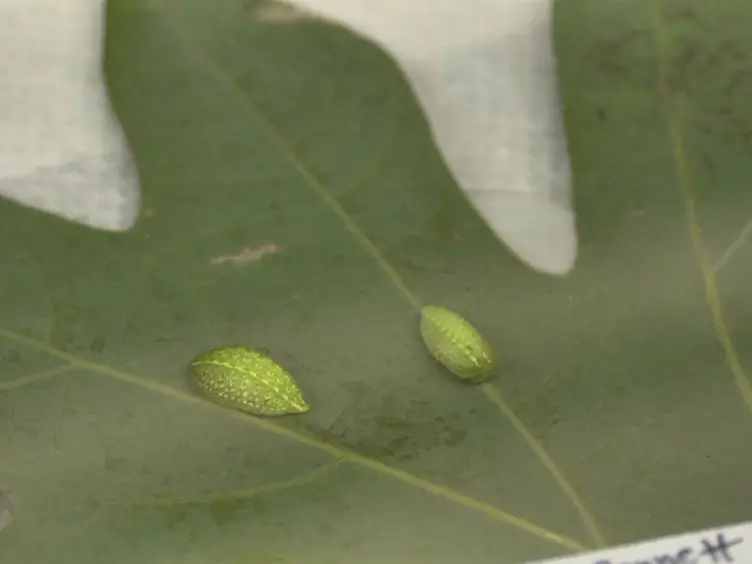A Simple Protocol for Extracting Hemocytes from Wild Caterpillars