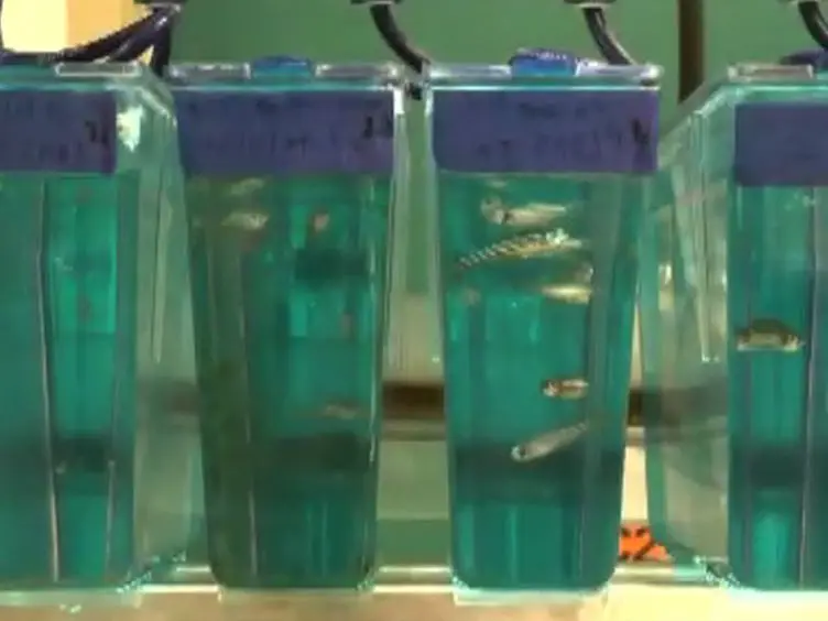 Regular Care and Maintenance of a Zebrafish (<em>Danio rerio</em>) Laboratory: An Introduction