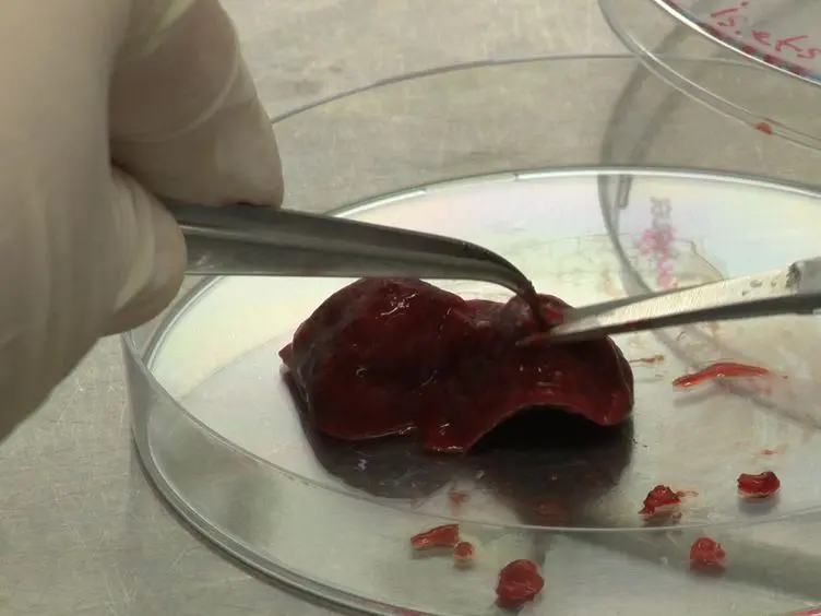 Extraction of Tissue Antigens for Functional Assays