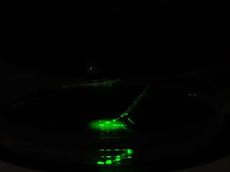 Neural Explant Cultures from <em>Xenopus laevis</em>