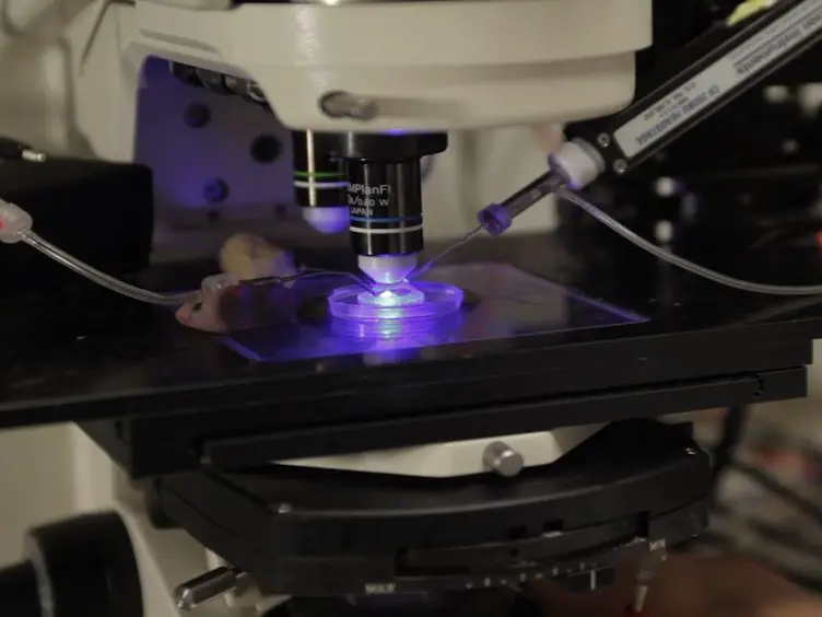 Preparation of <em>Drosophila</em> Central Neurons for <em>in situ</em> Patch Clamping