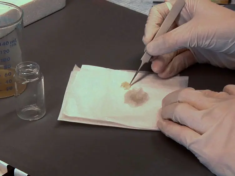 3-Dimensional Resin Casting and Imaging of Mouse Portal Vein or Intrahepatic Bile Duct System