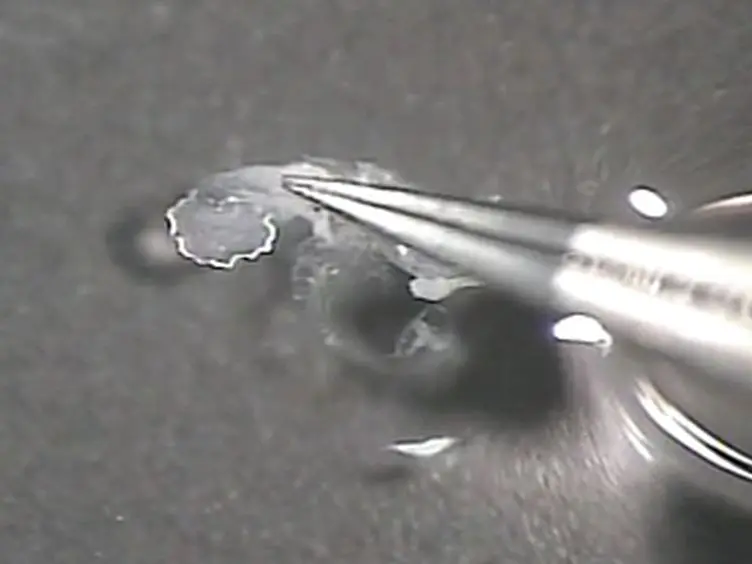 Patch Clamp Recordings in Inner Ear Hair Cells Isolated from Zebrafish