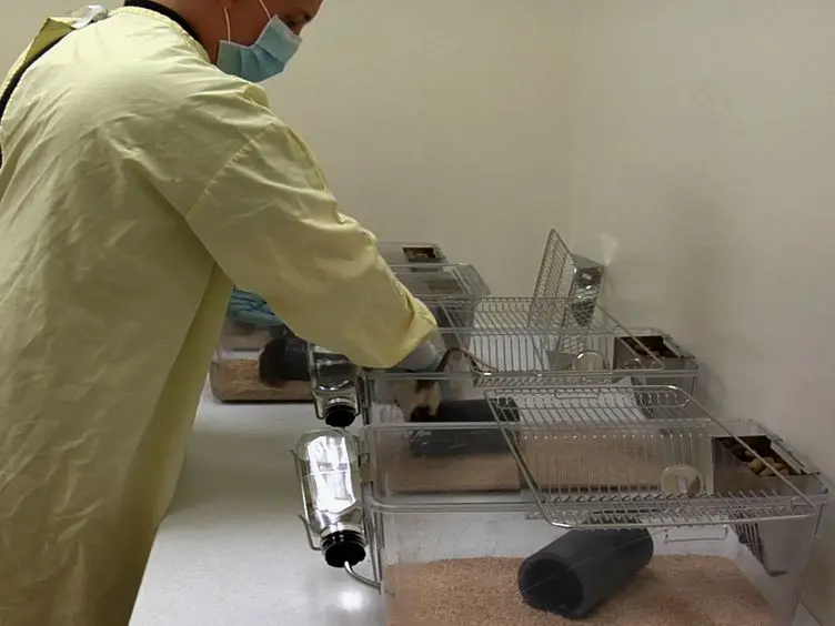 Peering into the Dynamics of Social Interactions: Measuring Play Fighting in Rats