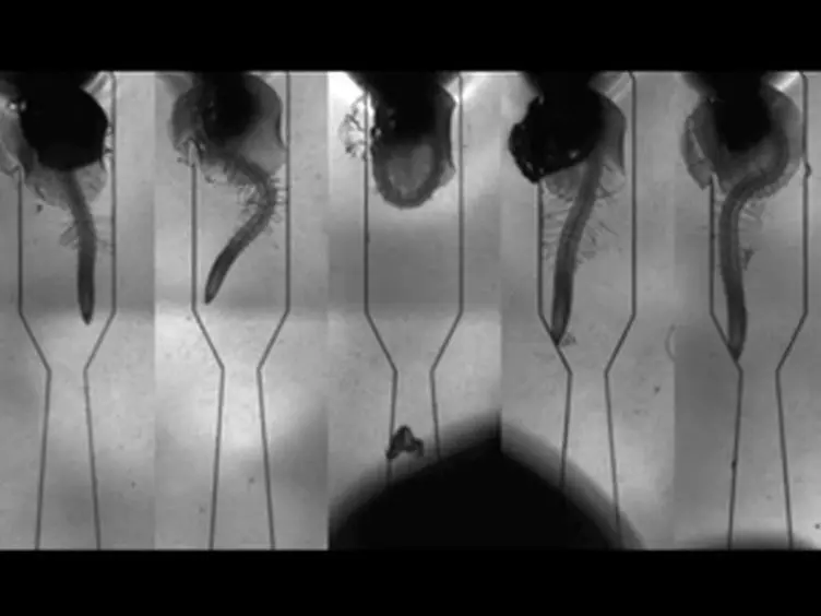 Time-lapse Fluorescence Imaging of Arabidopsis Root Growth with Rapid Manipulation of The Root Environment Using The RootChip