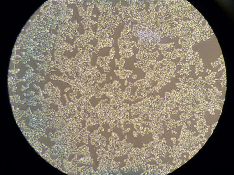 Plaque Assay for Murine Norovirus