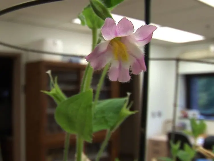Identification of Olfactory Volatiles using Gas Chromatography-Multi-unit Recordings (GCMR) in the Insect Antennal Lobe