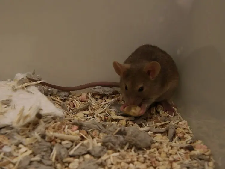 Intranasal Administration of CNS Therapeutics to Awake Mice