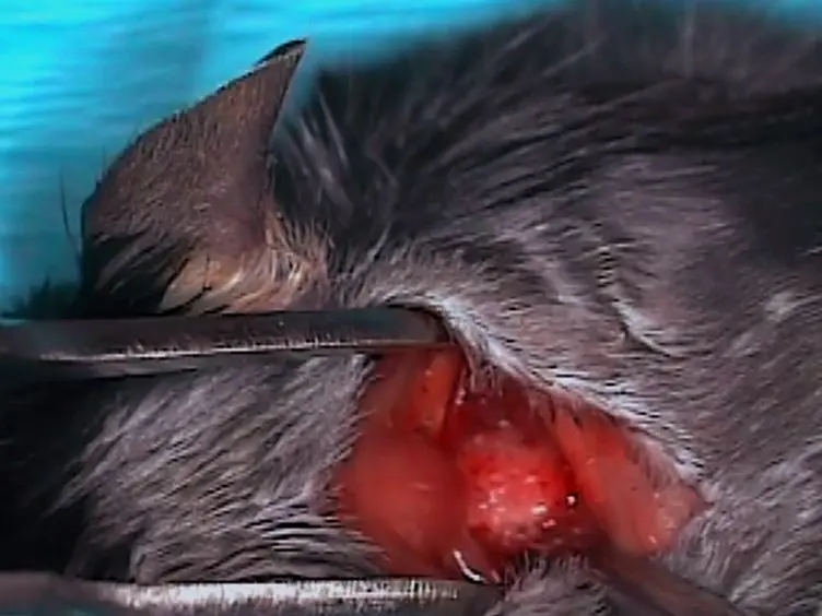 Controlled Cervical Laceration Injury in Mice