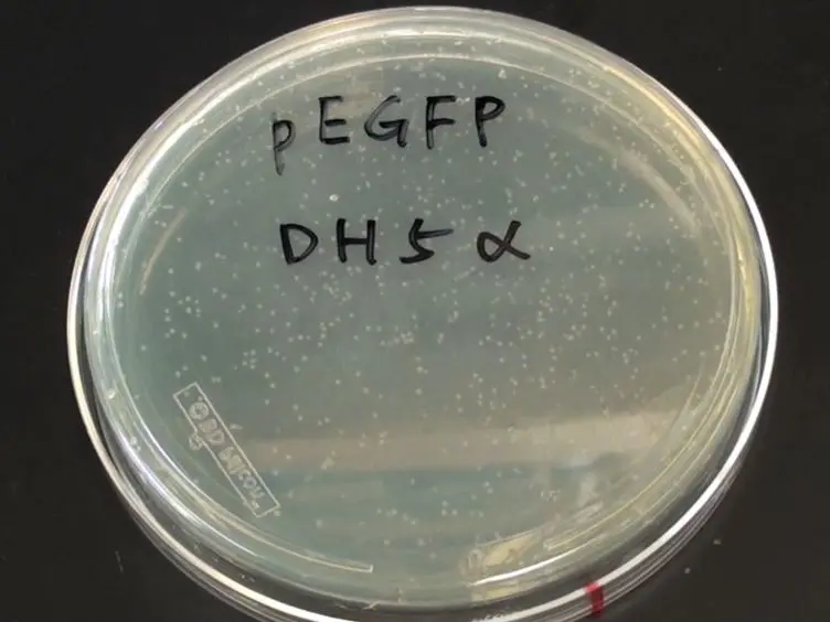 Skin Tattooing As A Novel Approach For DNA Vaccine Delivery
