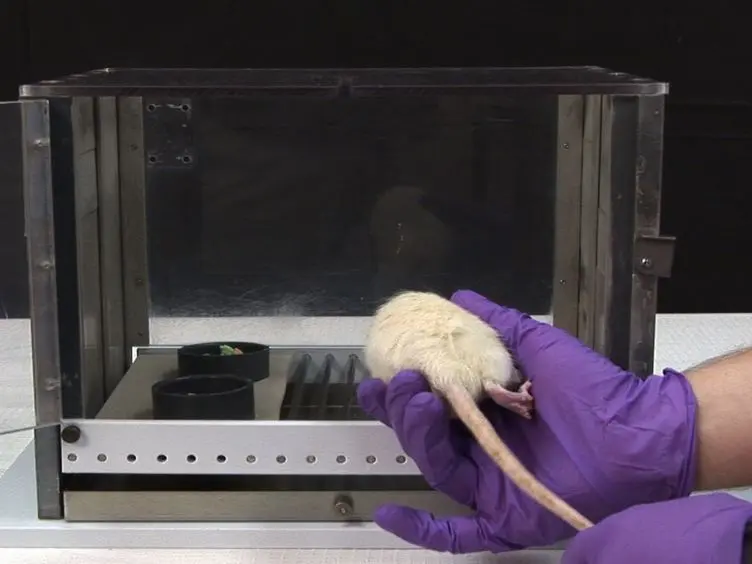 The Dig Task: A Simple Scent Discrimination Reveals Deficits Following Frontal Brain Damage