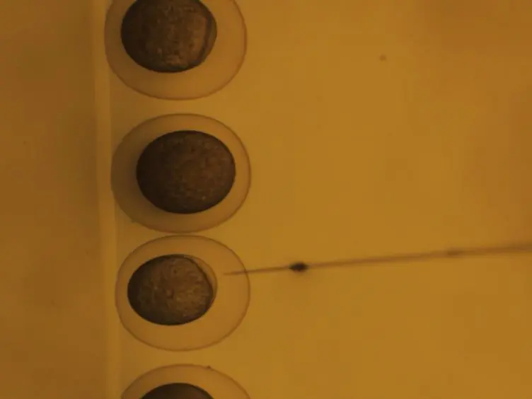 Screening for Melanoma Modifiers using a Zebrafish Autochthonous Tumor Model