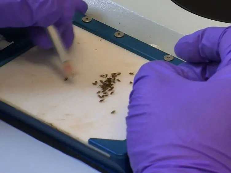 <em>Drosophila</em> Adult Olfactory Shock Learning