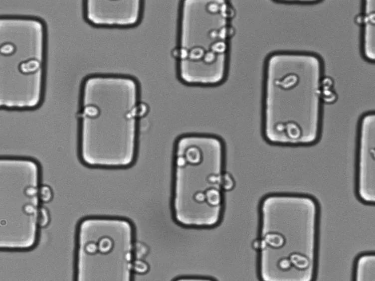 Continuous High-resolution Microscopic Observation of Replicative Aging in Budding Yeast