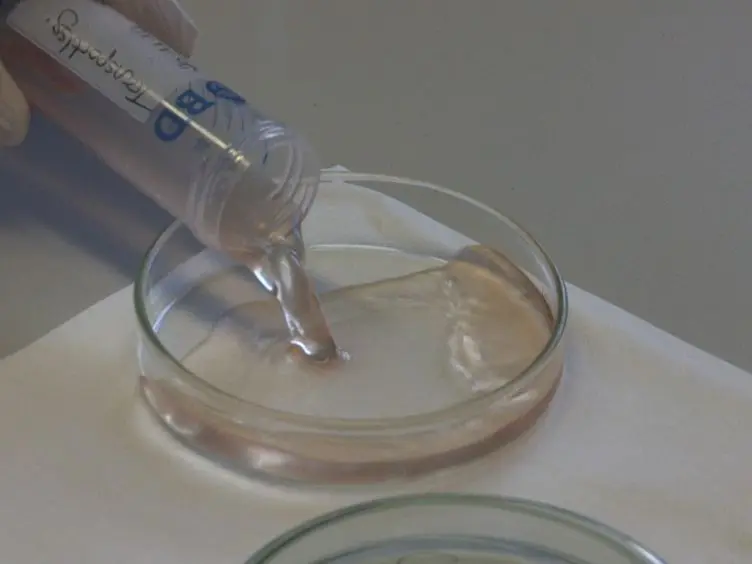Isolation of Human Atrial Myocytes for Simultaneous Measurements of Ca<sup>2+</sup> Transients and Membrane Currents