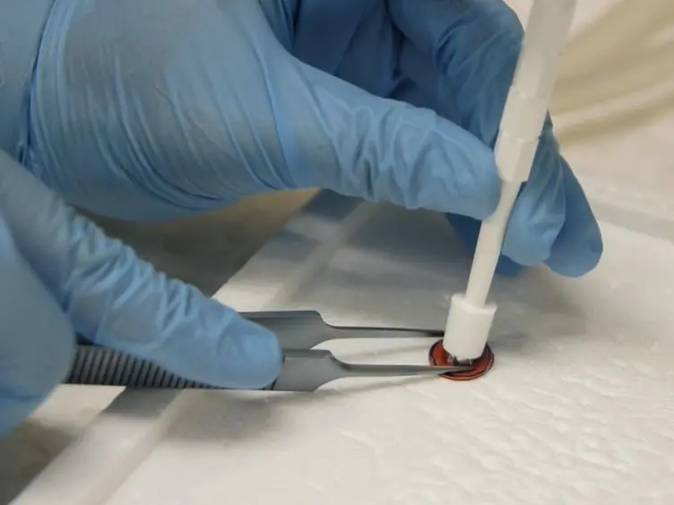 Murine Model of Wound Healing