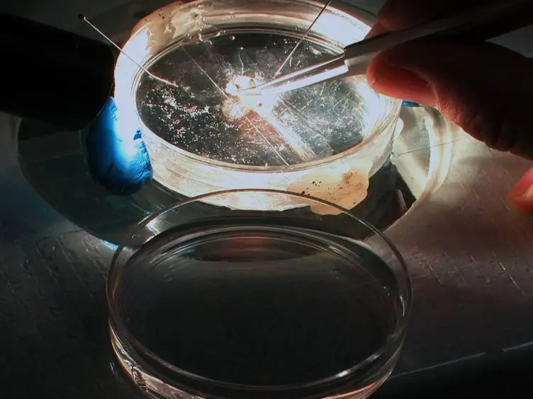 Recording Electrical Activity from Identified Neurons in the Intact Brain of Transgenic Fish
