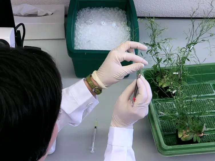 Efficient and Rapid Isolation of Early-stage Embryos from <em>Arabidopsis thaliana</em> Seeds